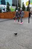 Les Pigeons 23 * 5184 x 3456 * (12.84MB)